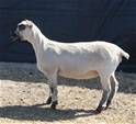 Sheep Trax Marigold 430M
